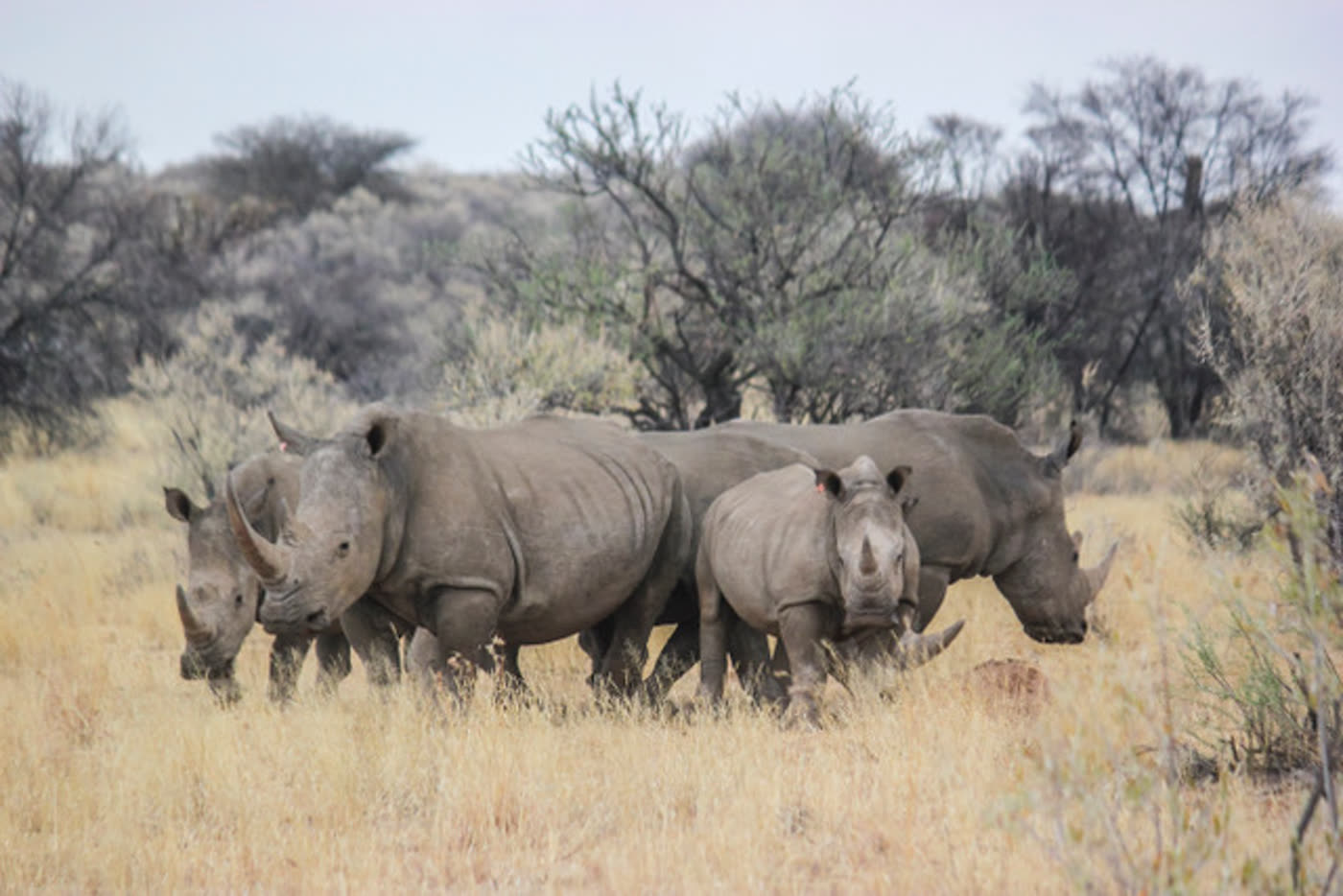 Hvide næsehorn på savannen ved Rhino Sanctuary